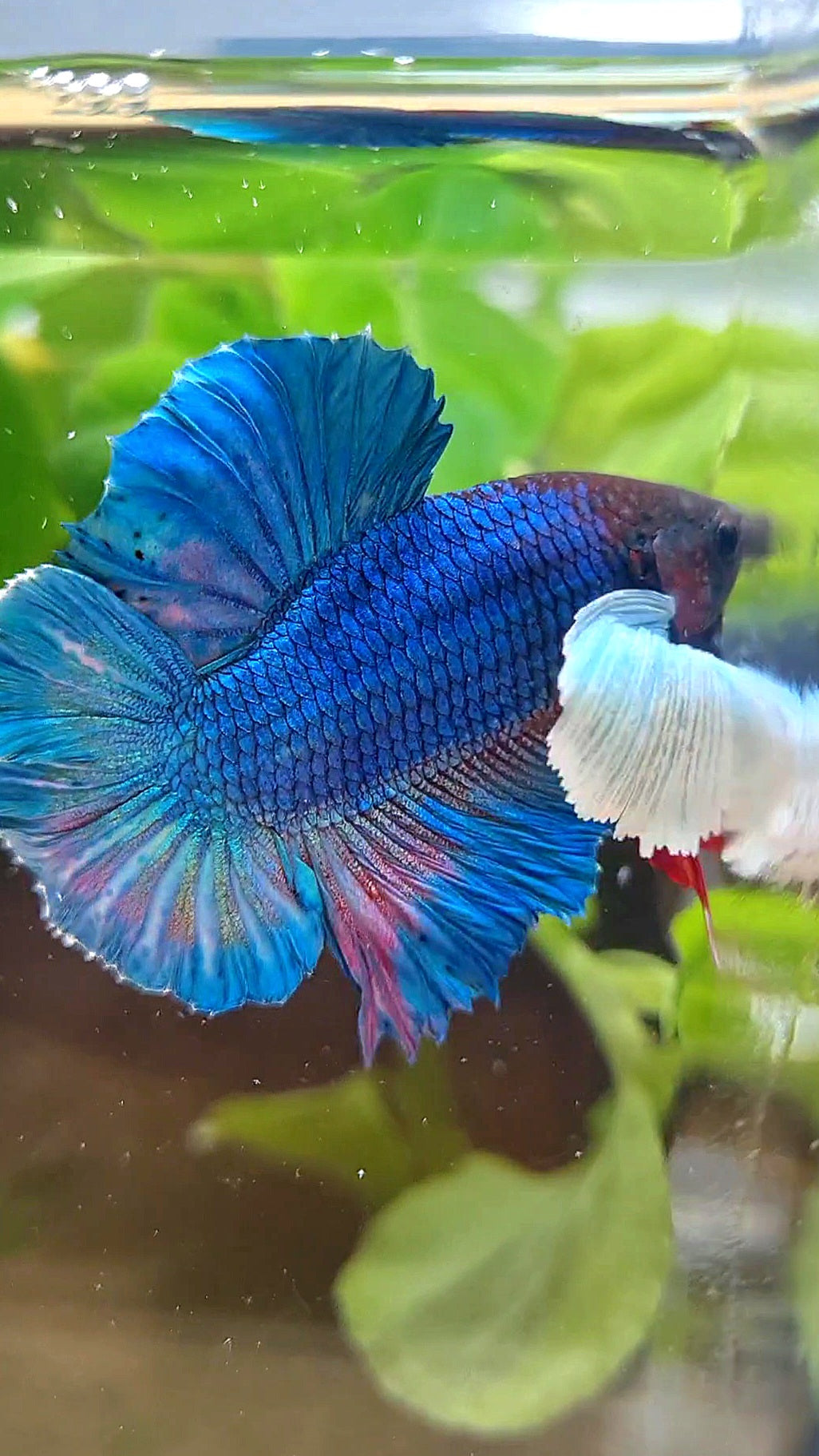 PLAKAT DOUBLE TAIL SUPER DUMBO EAR BLUE GREEN TURQUOISE BETTA FISH