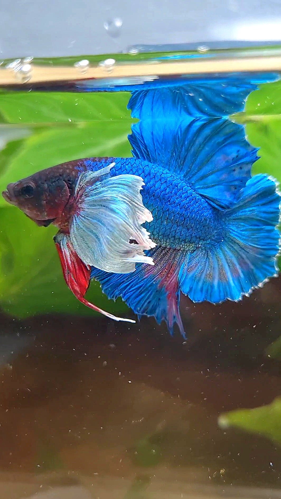 PLAKAT DOUBLE TAIL SUPER DUMBO EAR BLUE GREEN TURQUOISE BETTA FISH
