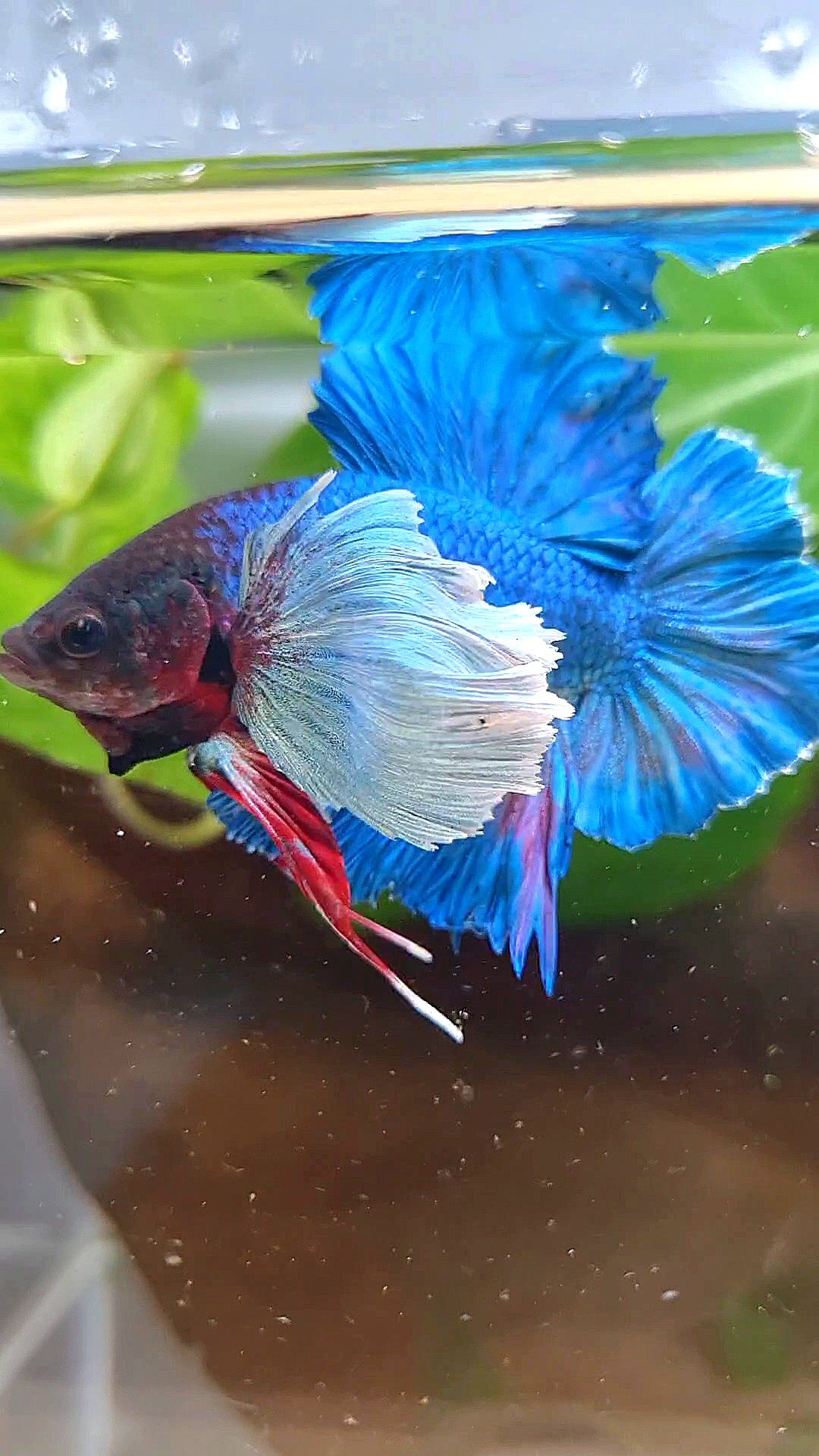 PLAKAT DOUBLE TAIL SUPER DUMBO EAR BLUE GREEN TURQUOISE BETTA FISH