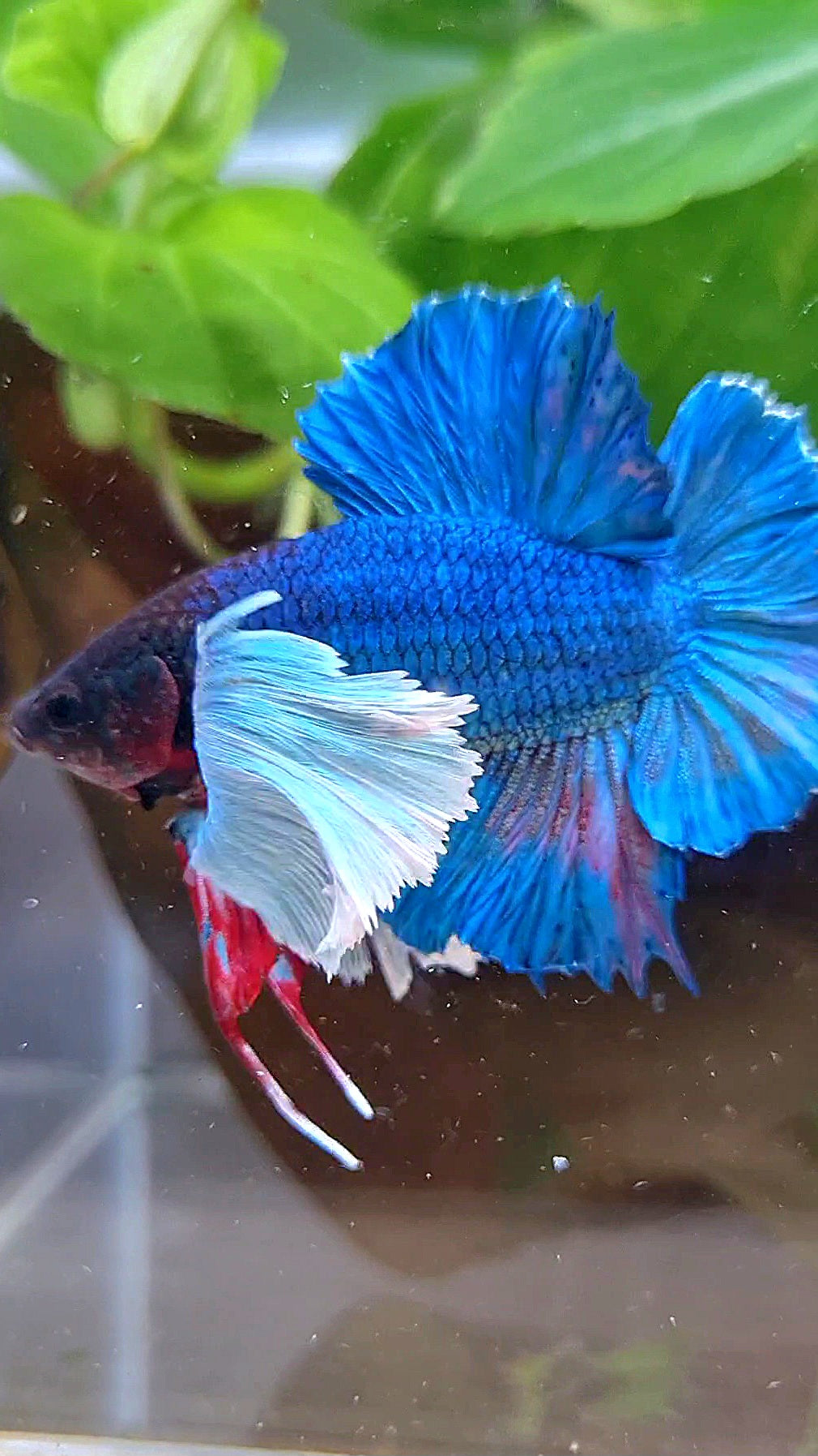 PLAKAT DOUBLE TAIL SUPER DUMBO EAR BLUE GREEN TURQUOISE BETTA FISH