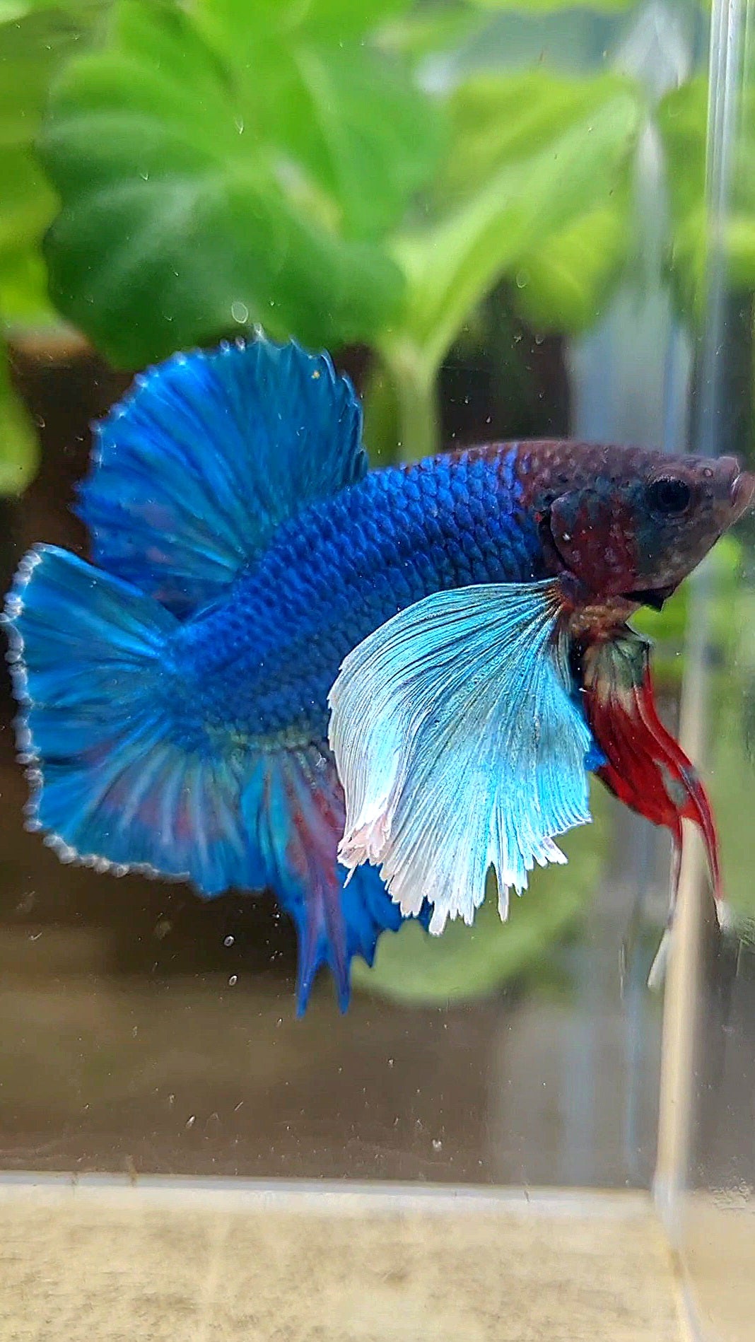 PLAKAT DOUBLE TAIL SUPER DUMBO EAR BLUE GREEN TURQUOISE BETTA FISH