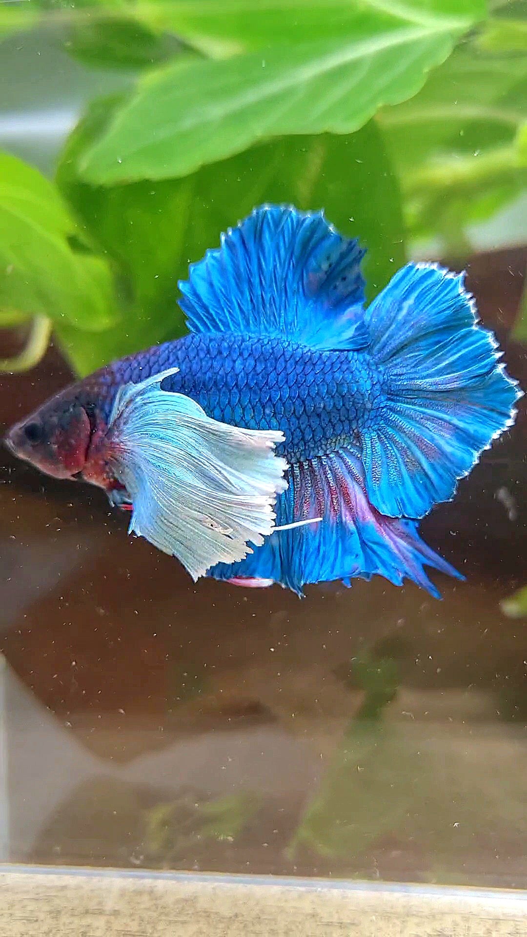 PLAKAT DOUBLE TAIL SUPER DUMBO EAR BLUE GREEN TURQUOISE BETTA FISH
