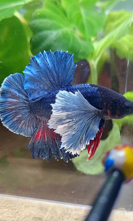 HMPK SUPER DUMBO EAR BLUE DARK BETTA FISH