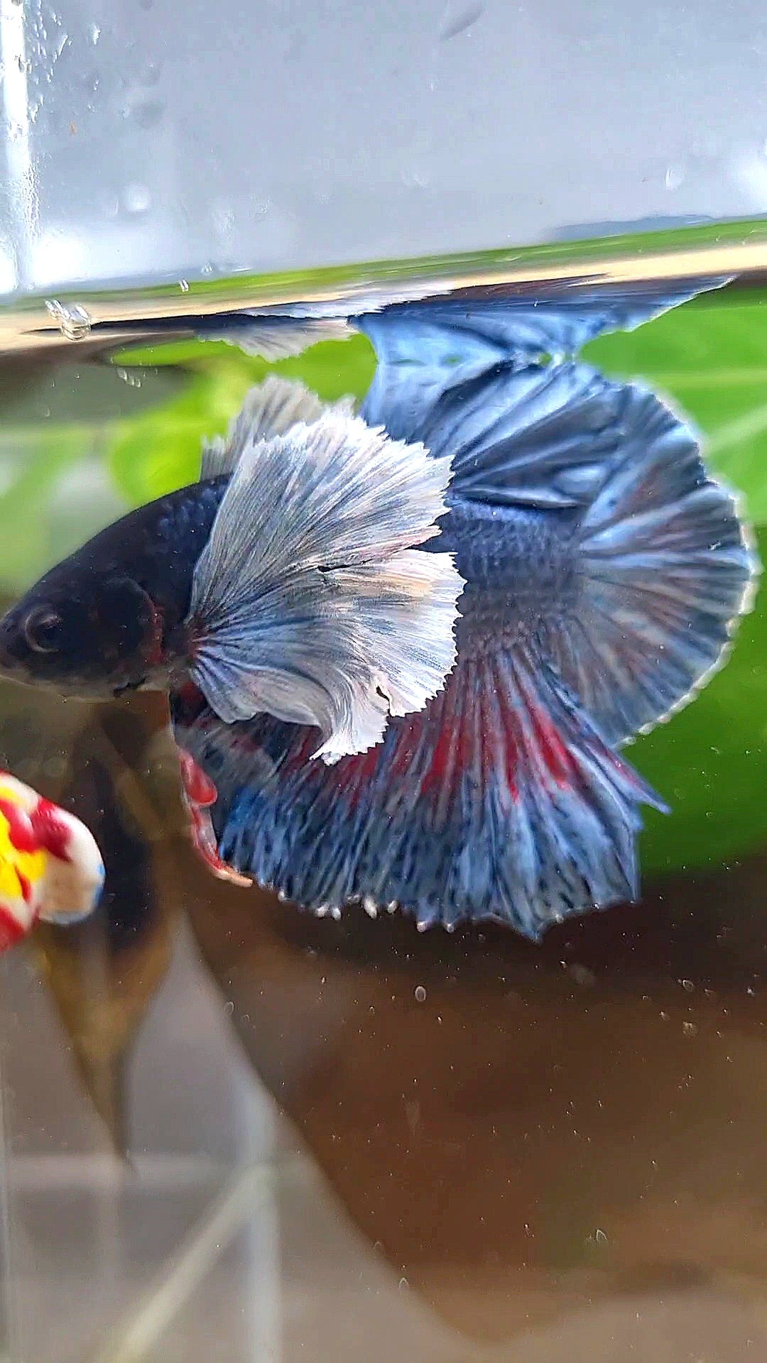HMPK SUPER DUMBO EAR BLUE DARK BETTA FISH