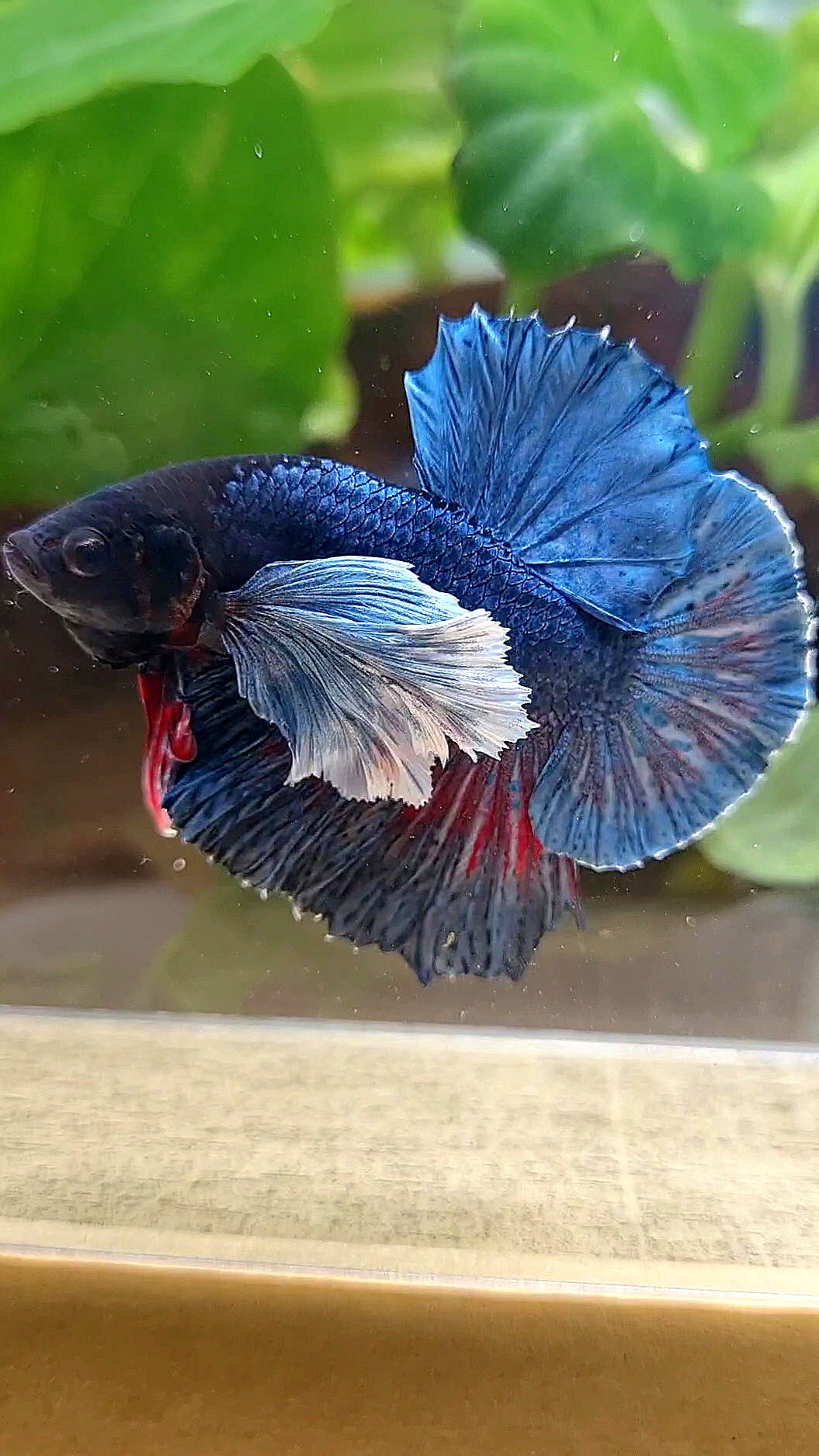 HMPK SUPER DUMBO EAR BLUE DARK BETTA FISH