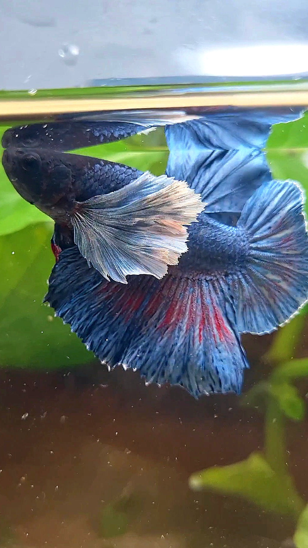 HMPK SUPER DUMBO EAR BLUE DARK BETTA FISH