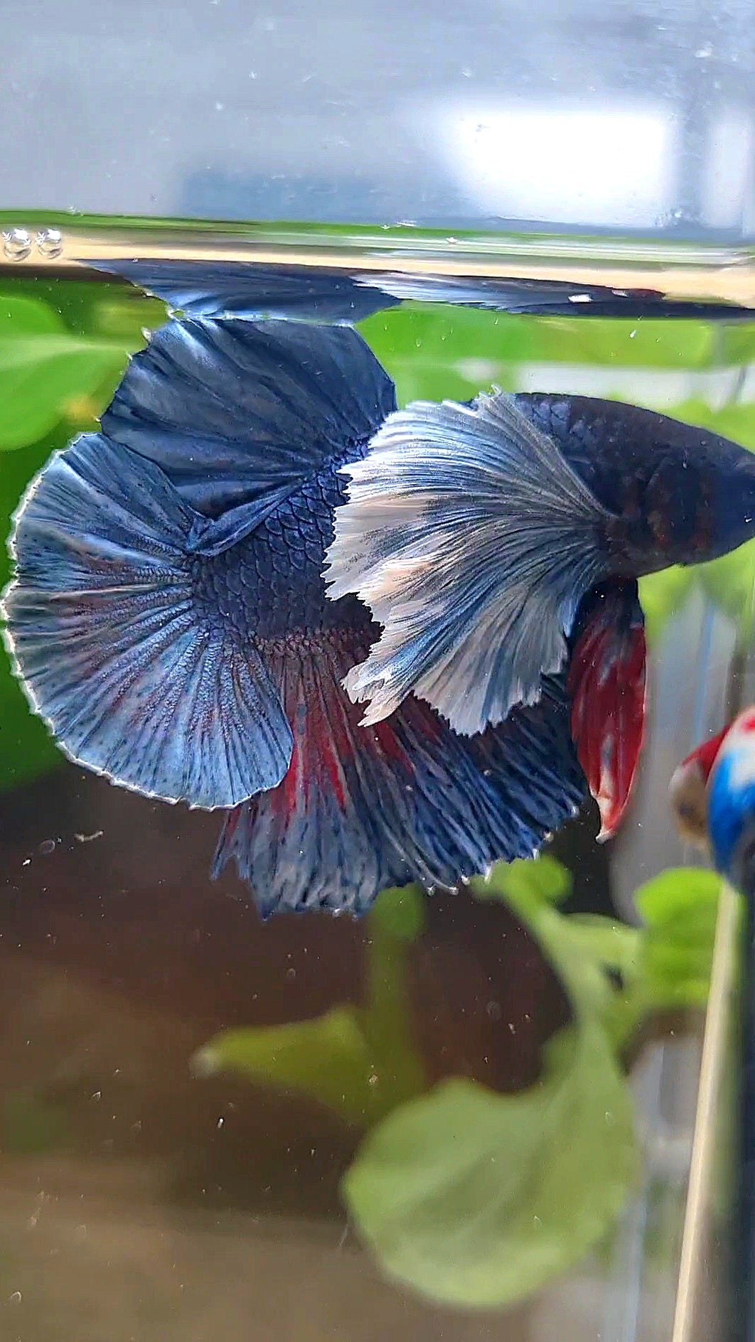 HMPK SUPER DUMBO EAR BLUE DARK BETTA FISH