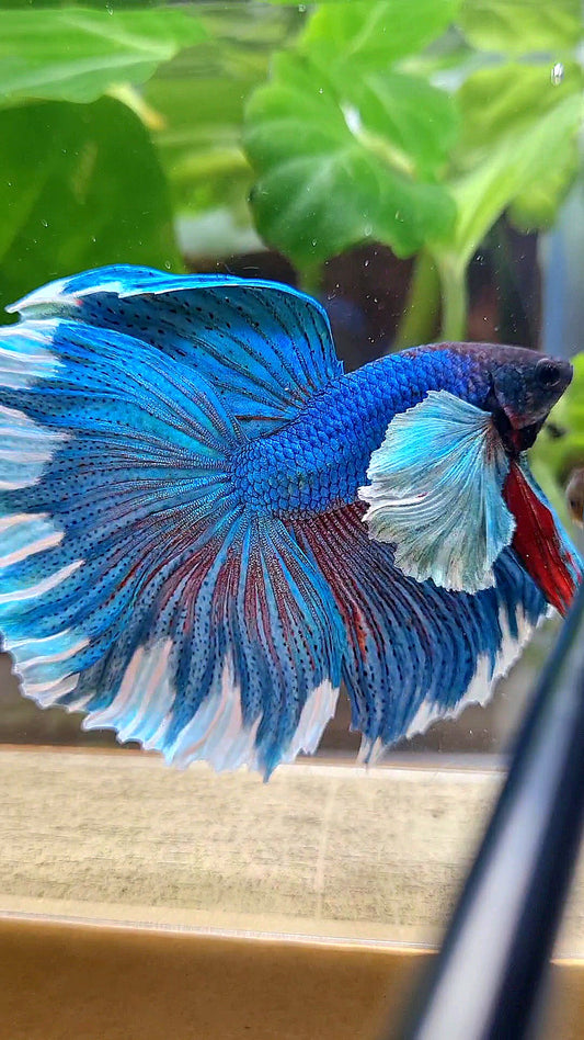 LUXURY HALFMOON SUPER DUMBO COLORED EAR GREEN BLUE TURQUOISE BETTA FISH