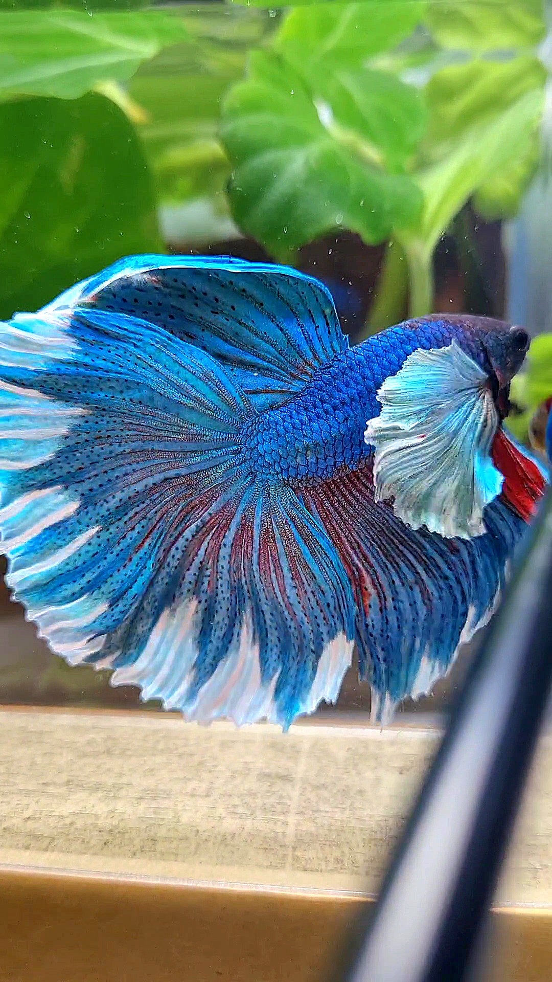 LUXURY HALFMOON SUPER DUMBO COLORED EAR GREEN BLUE TURQUOISE BETTA FISH