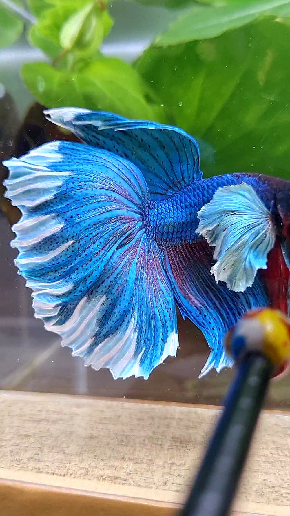 LUXURY HALFMOON SUPER DUMBO COLORED EAR GREEN BLUE TURQUOISE BETTA FISH