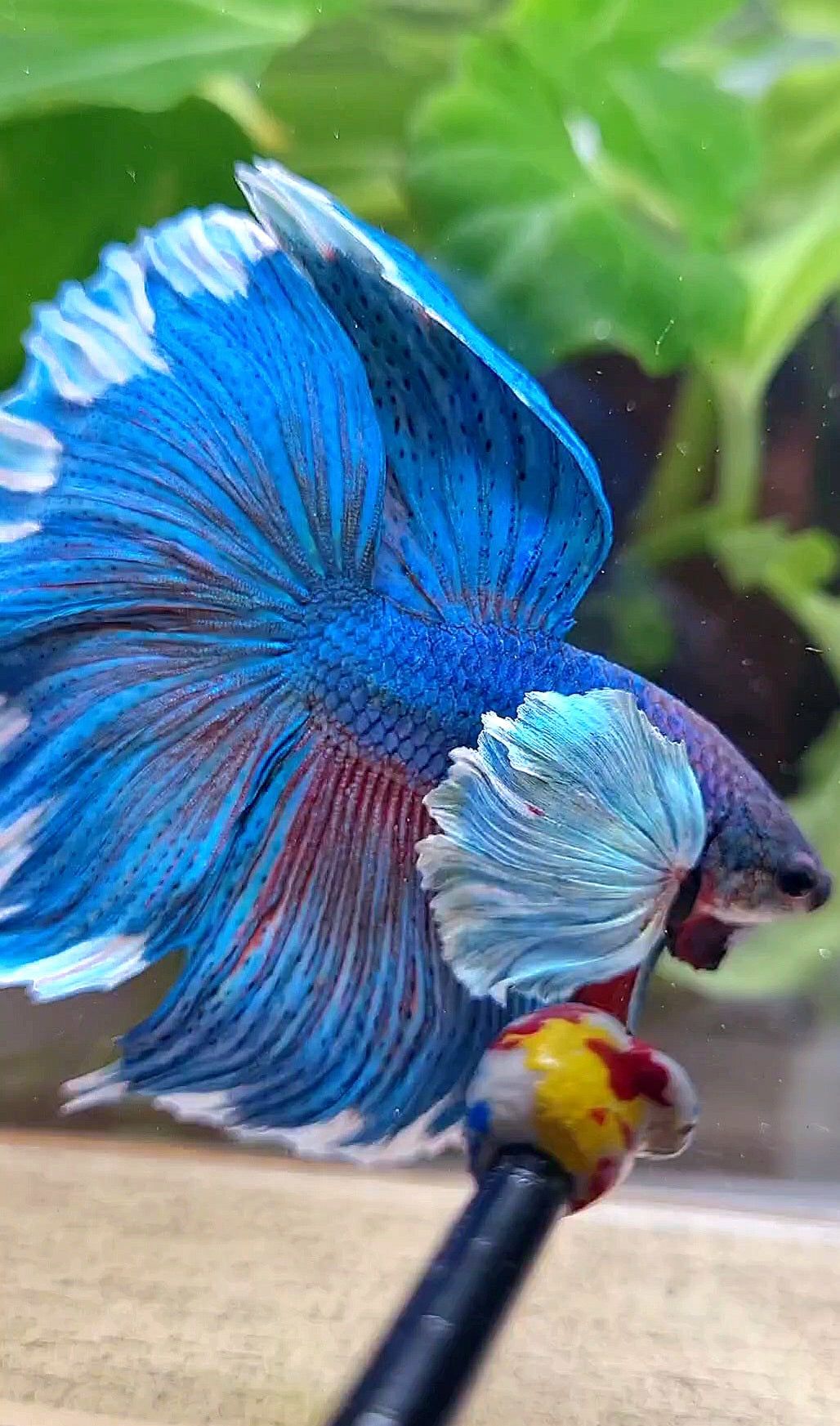 LUXURY HALFMOON SUPER DUMBO COLORED EAR GREEN BLUE TURQUOISE BETTA FISH