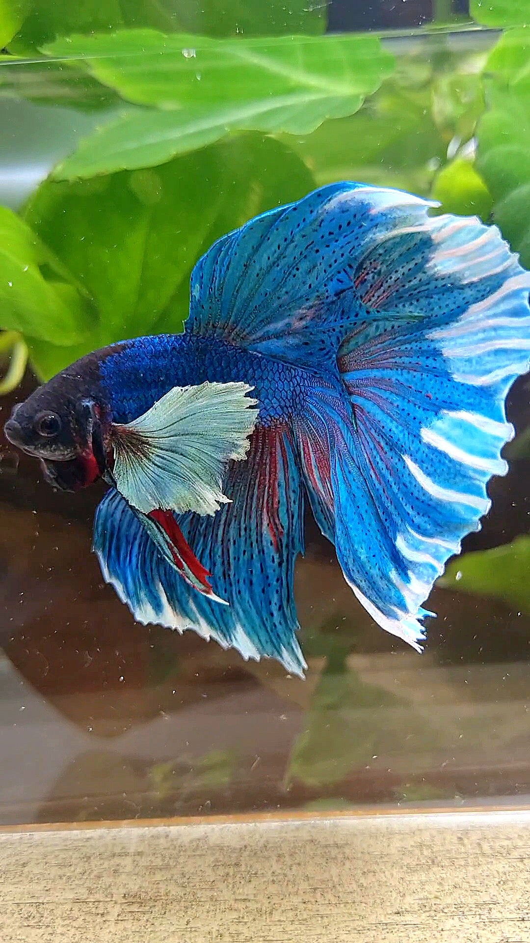 LUXURY HALFMOON SUPER DUMBO COLORED EAR GREEN BLUE TURQUOISE BETTA FISH