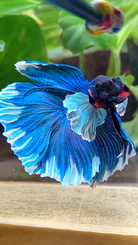 LUXURY HALFMOON SUPER DUMBO COLORED EAR GREEN BLUE TURQUOISE BETTA FISH