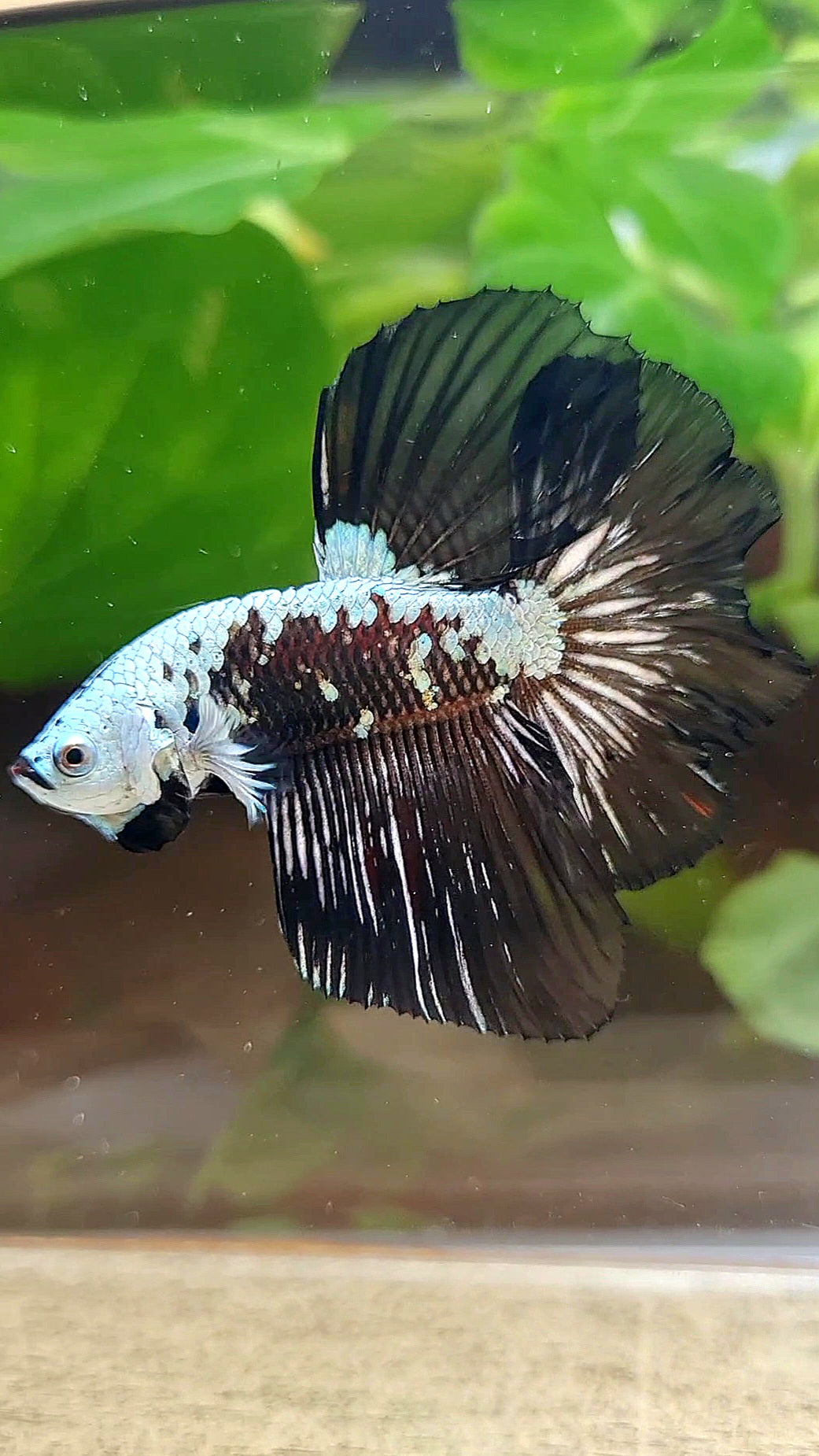 HALFMOON ROSETAIL BLACK MAMBA SNOW SAMURAI MASKING BETTA FISH