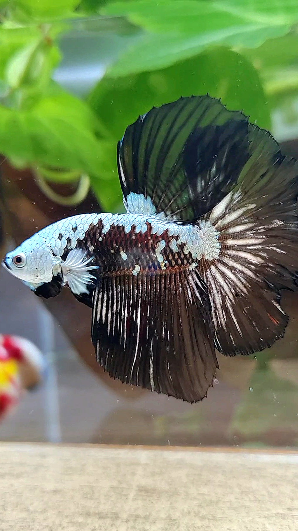 HALFMOON ROSETAIL BLACK MAMBA SNOW SAMURAI MASKING BETTA FISH