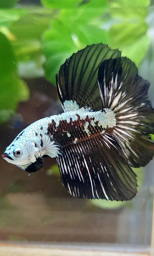 HALFMOON ROSETAIL BLACK MAMBA SNOW SAMURAI MASKING BETTA FISH