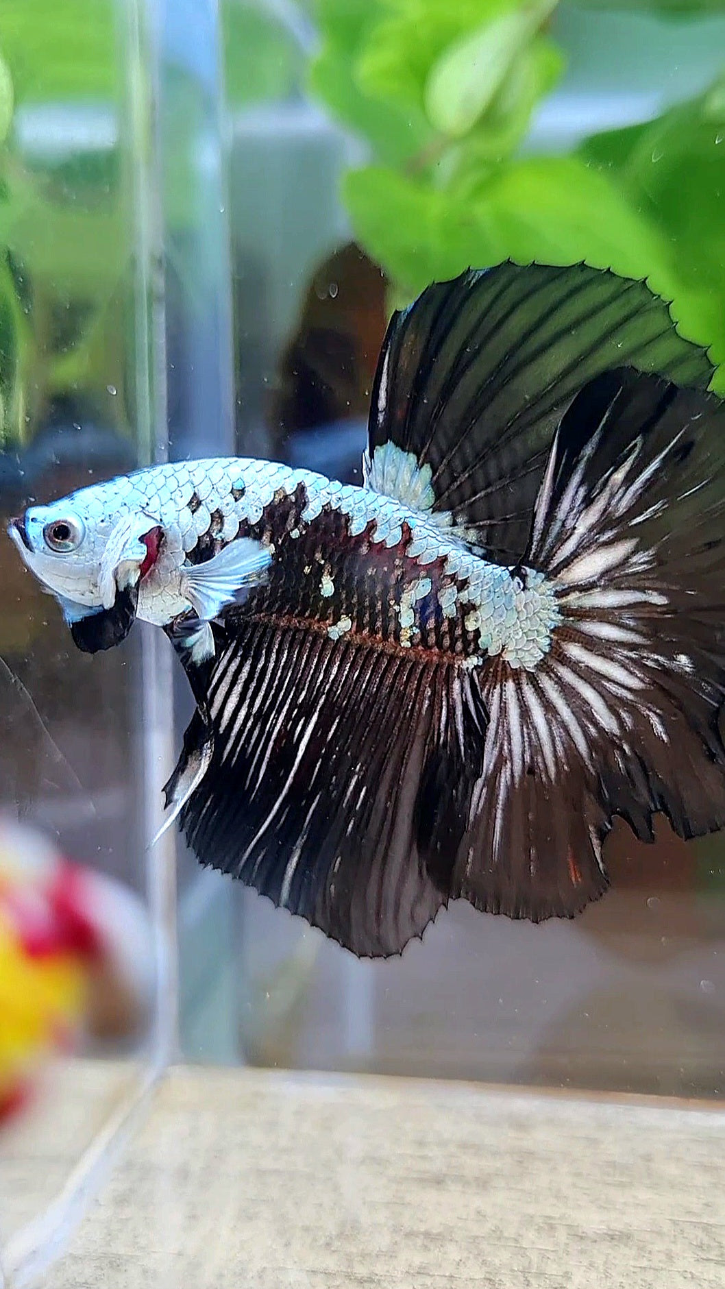 HALFMOON ROSETAIL BLACK MAMBA SNOW SAMURAI MASKING BETTA FISH