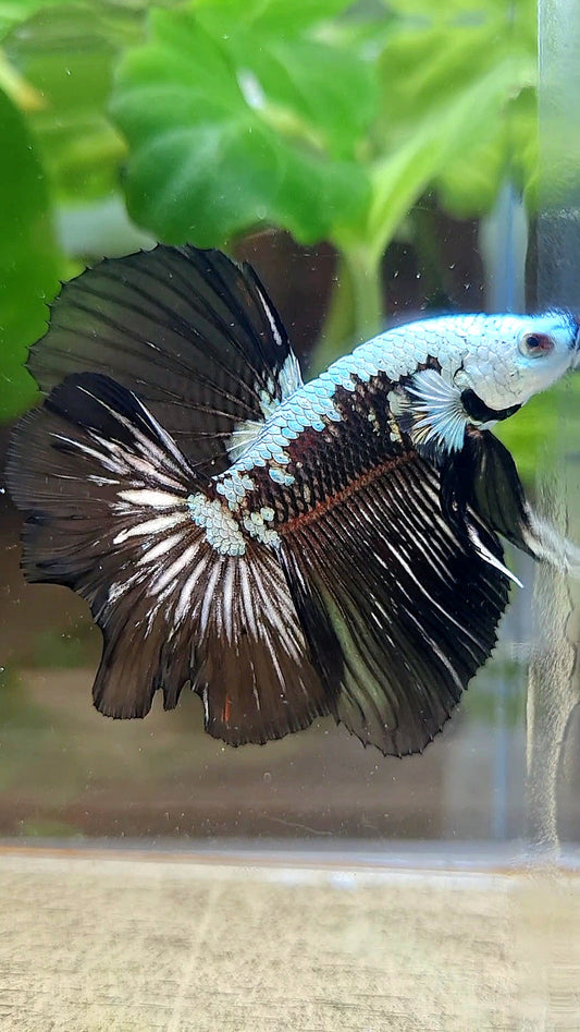 HALFMOON ROSETAIL BLACK MAMBA SNOW SAMURAI MASKING BETTA FISH