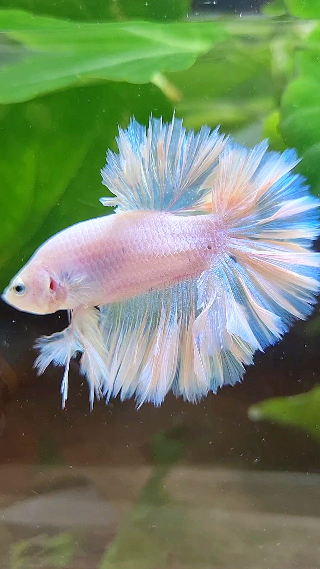 KING FEATHER TAIL HALFMOON WHITE PEACH UNICORN BETTA FISH