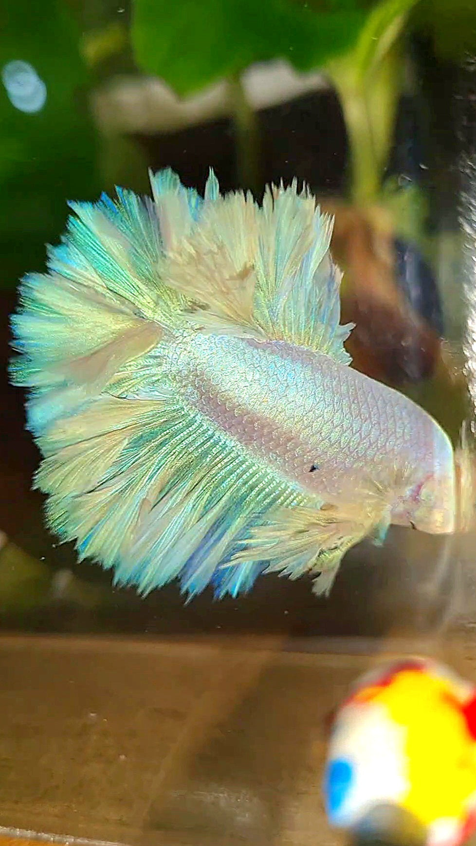 KING FEATHER TAIL HALFMOON WHITE PEACH UNICORN BETTA FISH