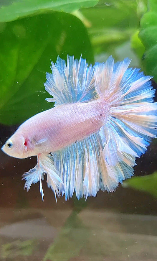 KING FEATHER TAIL HALFMOON WHITE PEACH UNICORN BETTA FISH