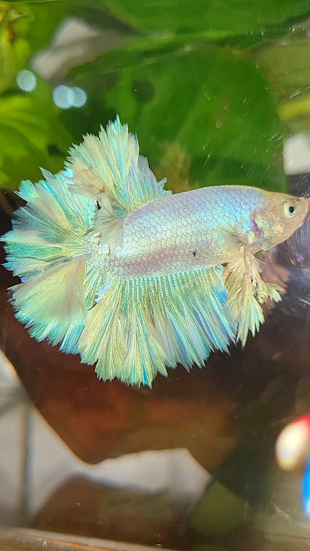 KING FEATHER TAIL HALFMOON WHITE PEACH UNICORN BETTA FISH