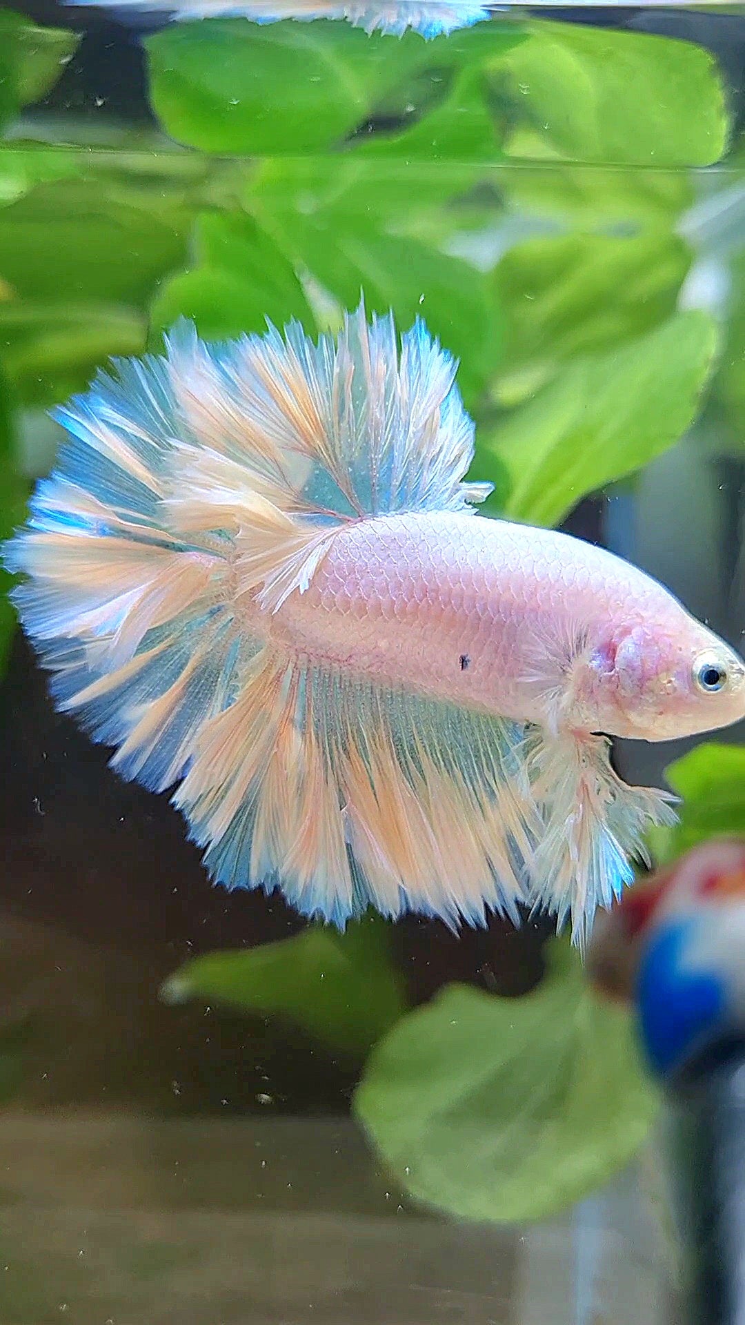 KING FEATHER TAIL HALFMOON WHITE PEACH UNICORN BETTA FISH