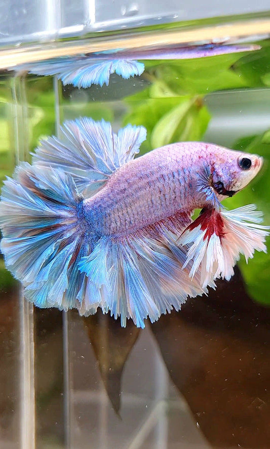 LUXURY KING FEATHER TAIL HALFMOON BLUE GRIZZLE BETTA FISH