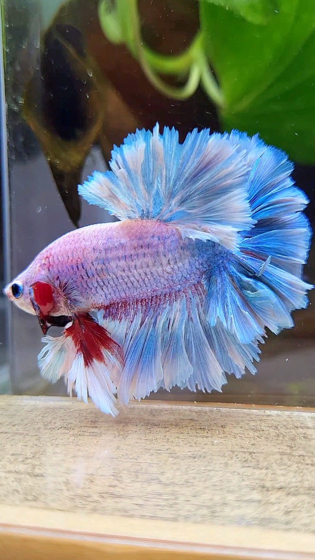 LUXURY KING FEATHER TAIL HALFMOON BLUE GRIZZLE BETTA FISH