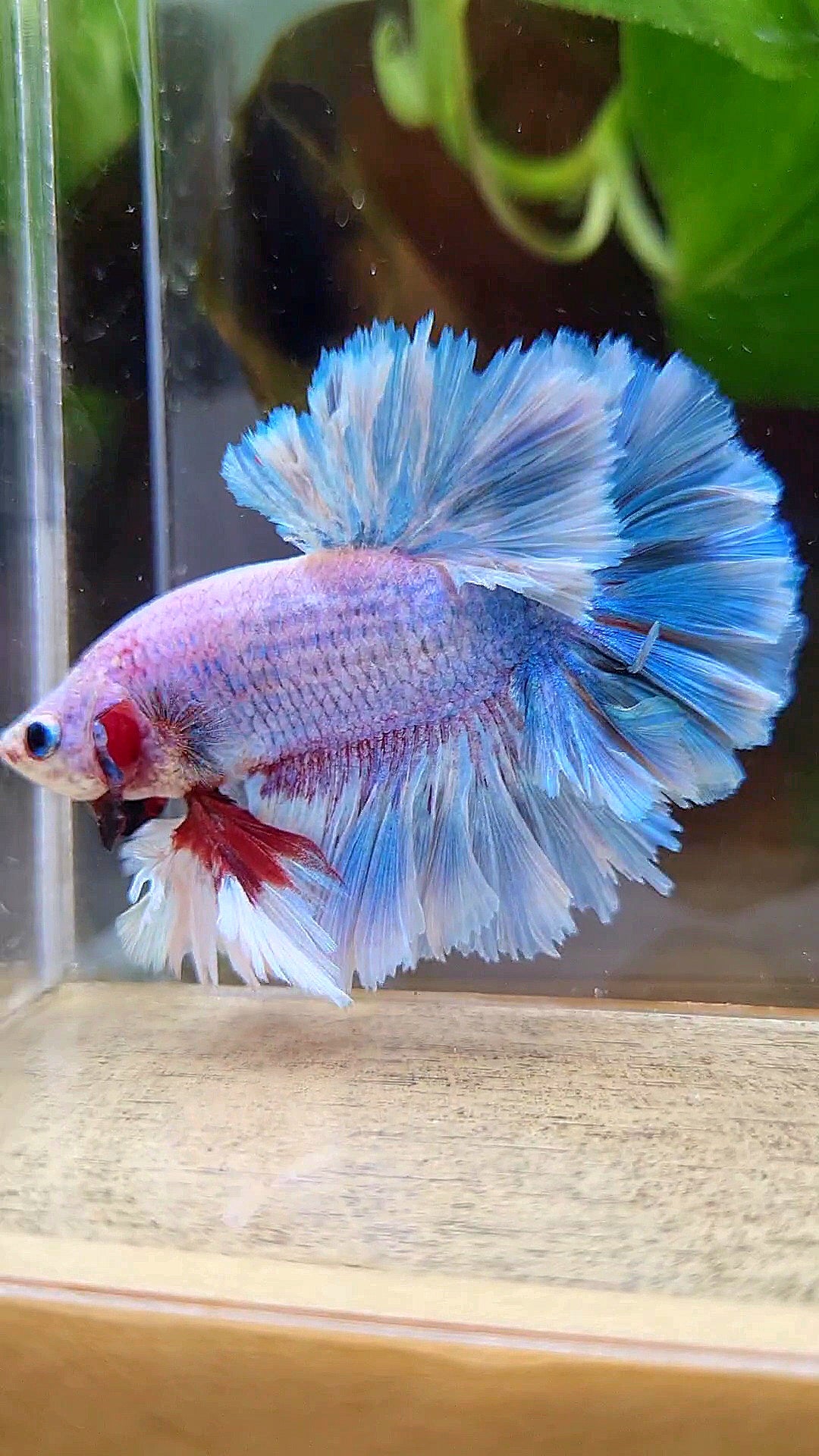 LUXURY KING FEATHER TAIL HALFMOON BLUE GRIZZLE BETTA FISH