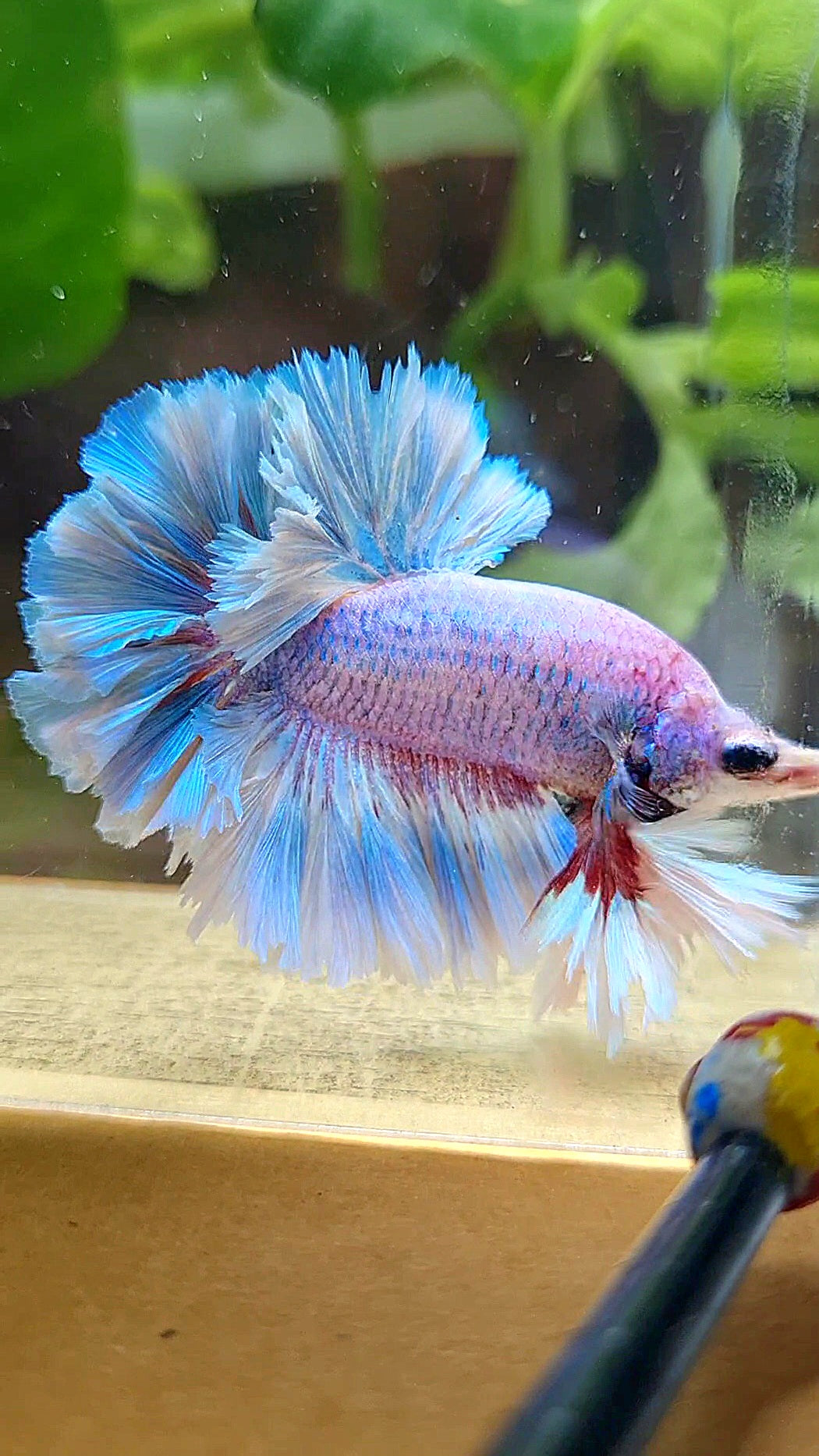 LUXURY KING FEATHER TAIL HALFMOON BLUE GRIZZLE BETTA FISH