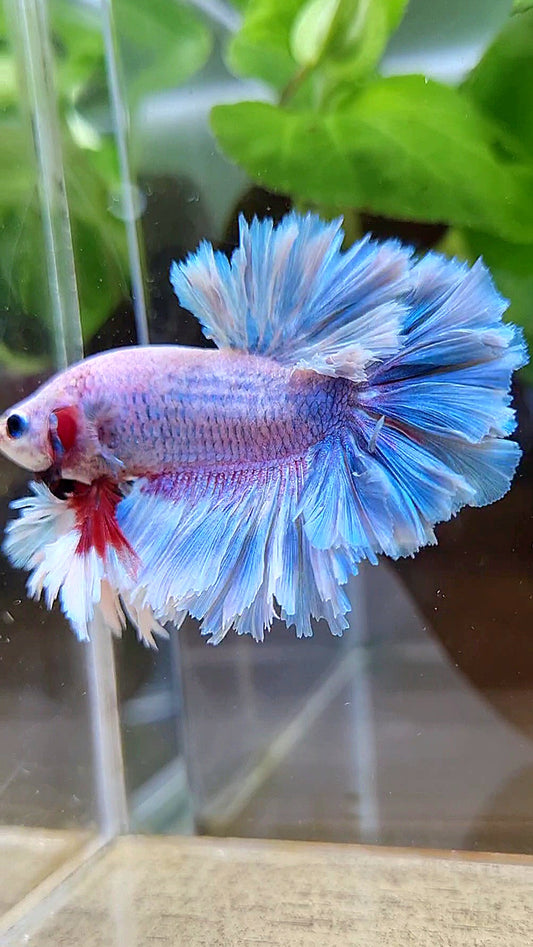 LUXURY KING FEATHER TAIL HALFMOON BLUE GRIZZLE BETTA FISH