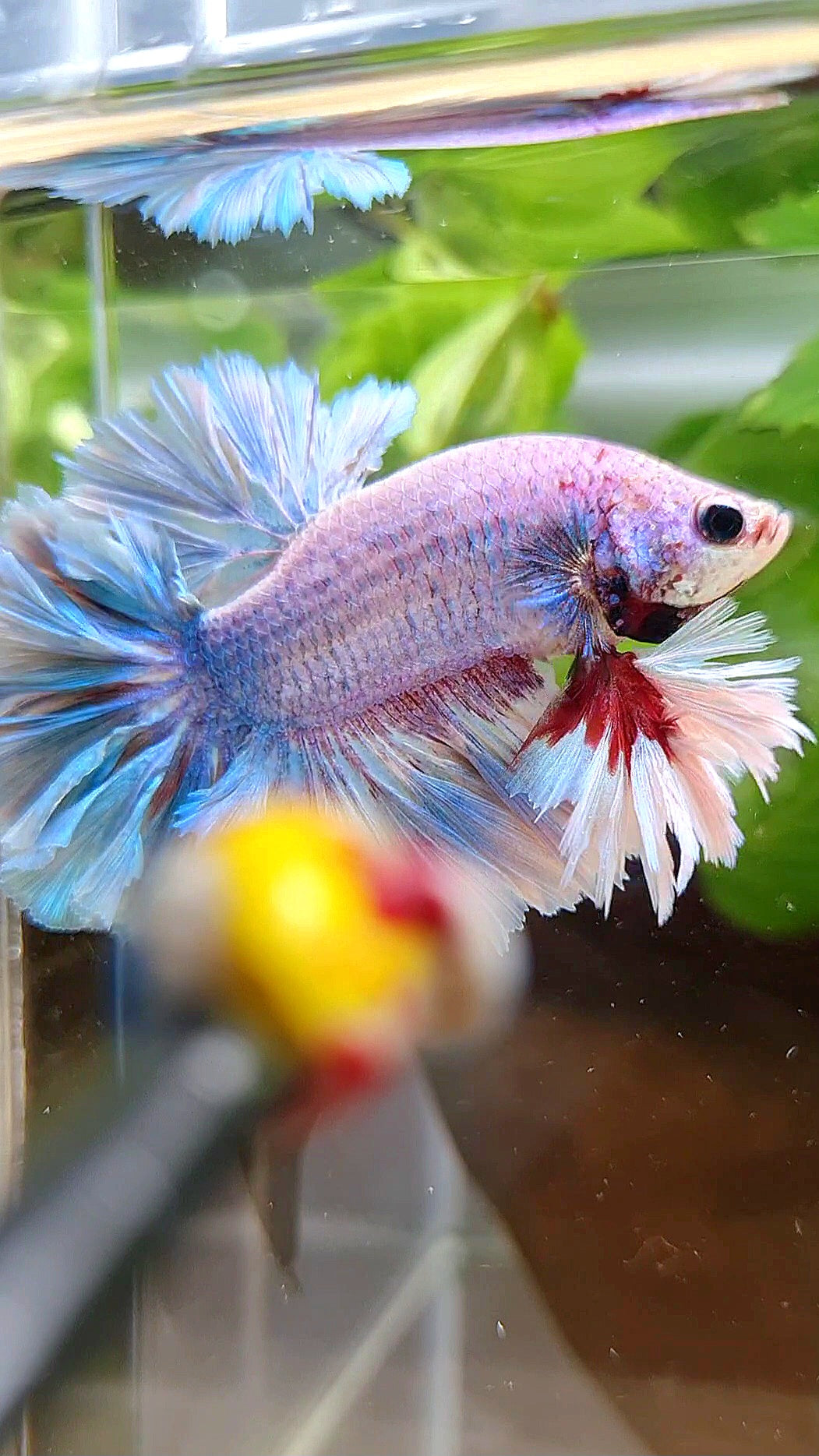 LUXURY KING FEATHER TAIL HALFMOON BLUE GRIZZLE BETTA FISH