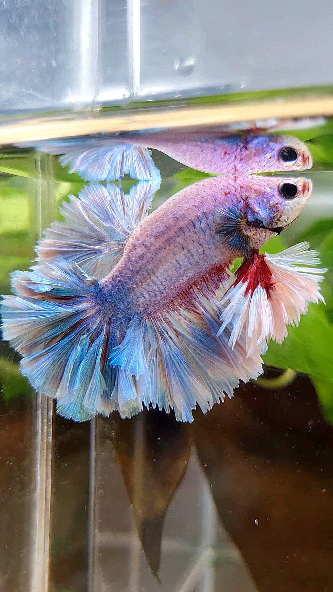 LUXURY KING FEATHER TAIL HALFMOON BLUE GRIZZLE BETTA FISH