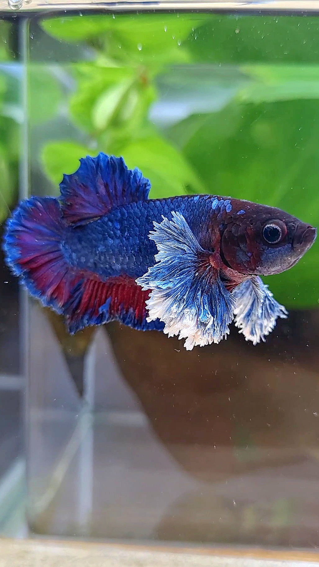 PLAKAT SUPER ROSE EAR PURPLE BLUE BETTA FISH