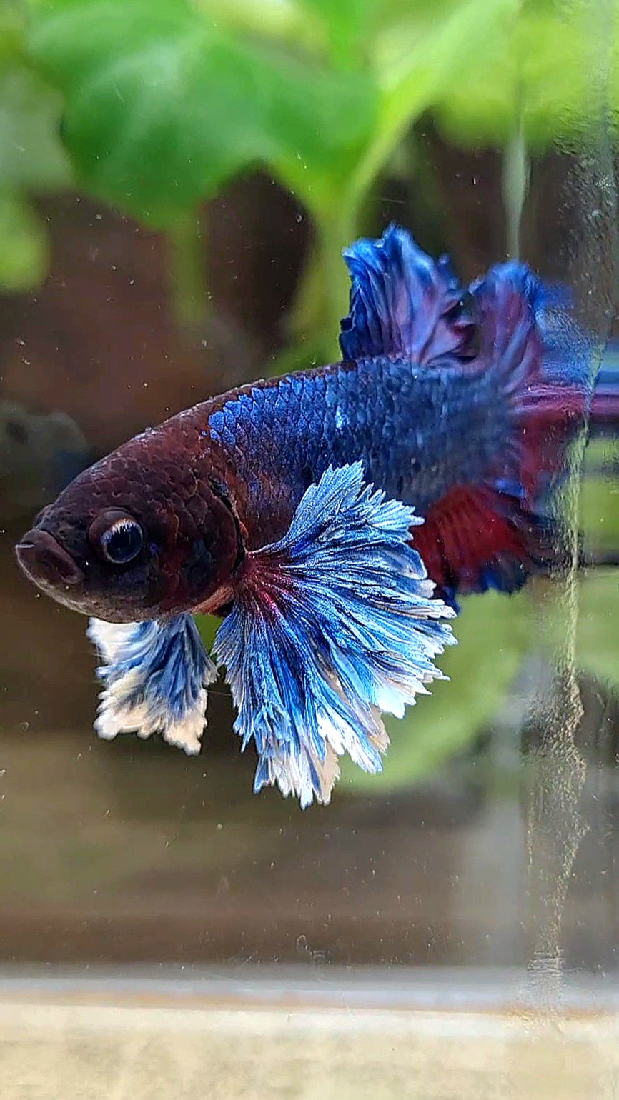 PLAKAT SUPER ROSE EAR PURPLE BLUE BETTA FISH