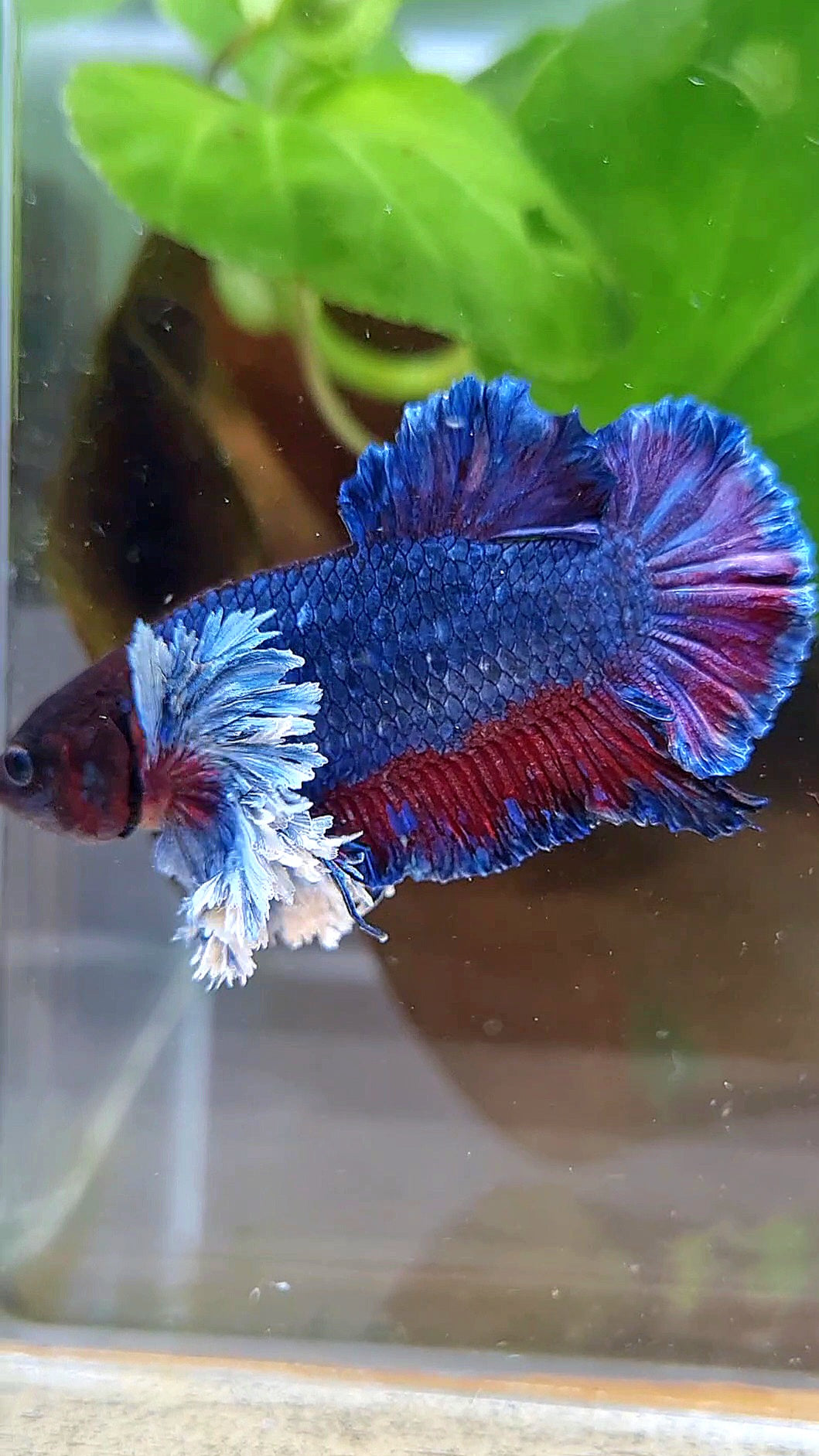 PLAKAT SUPER ROSE EAR PURPLE BLUE BETTA FISH