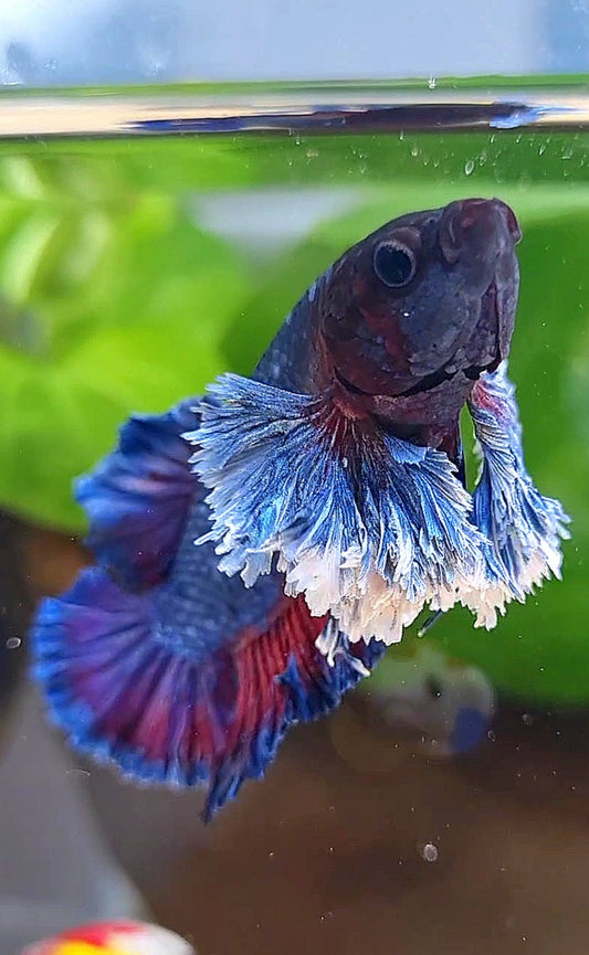 PLAKAT SUPER ROSE EAR PURPLE BLUE BETTA FISH