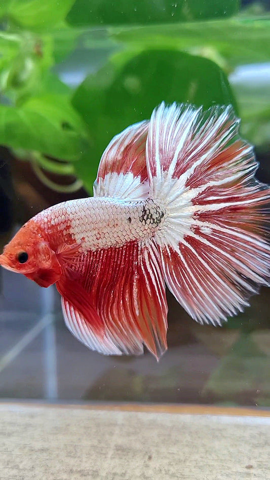 HALFMOON ROSETAIL ORANGE FCCP STARTAIL BETTA FISH