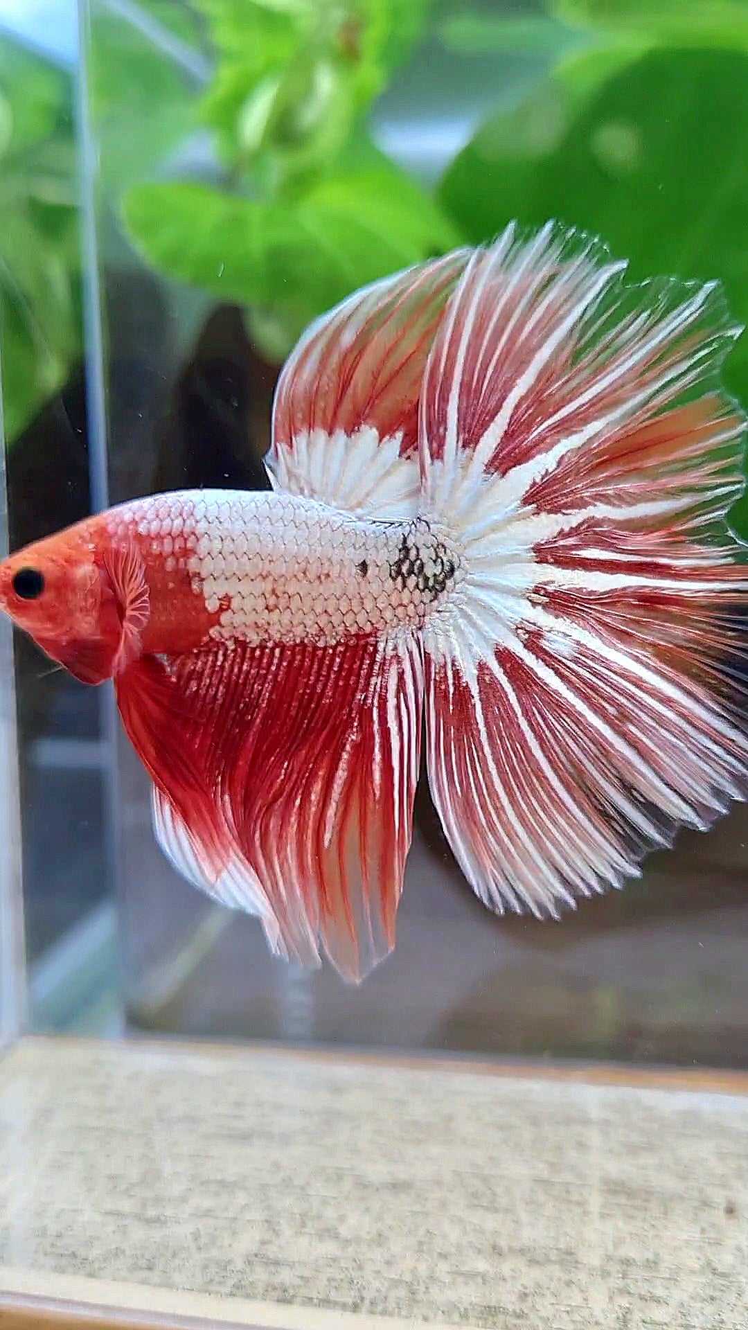 HALFMOON ROSETAIL ORANGE FCCP STARTAIL BETTA FISH