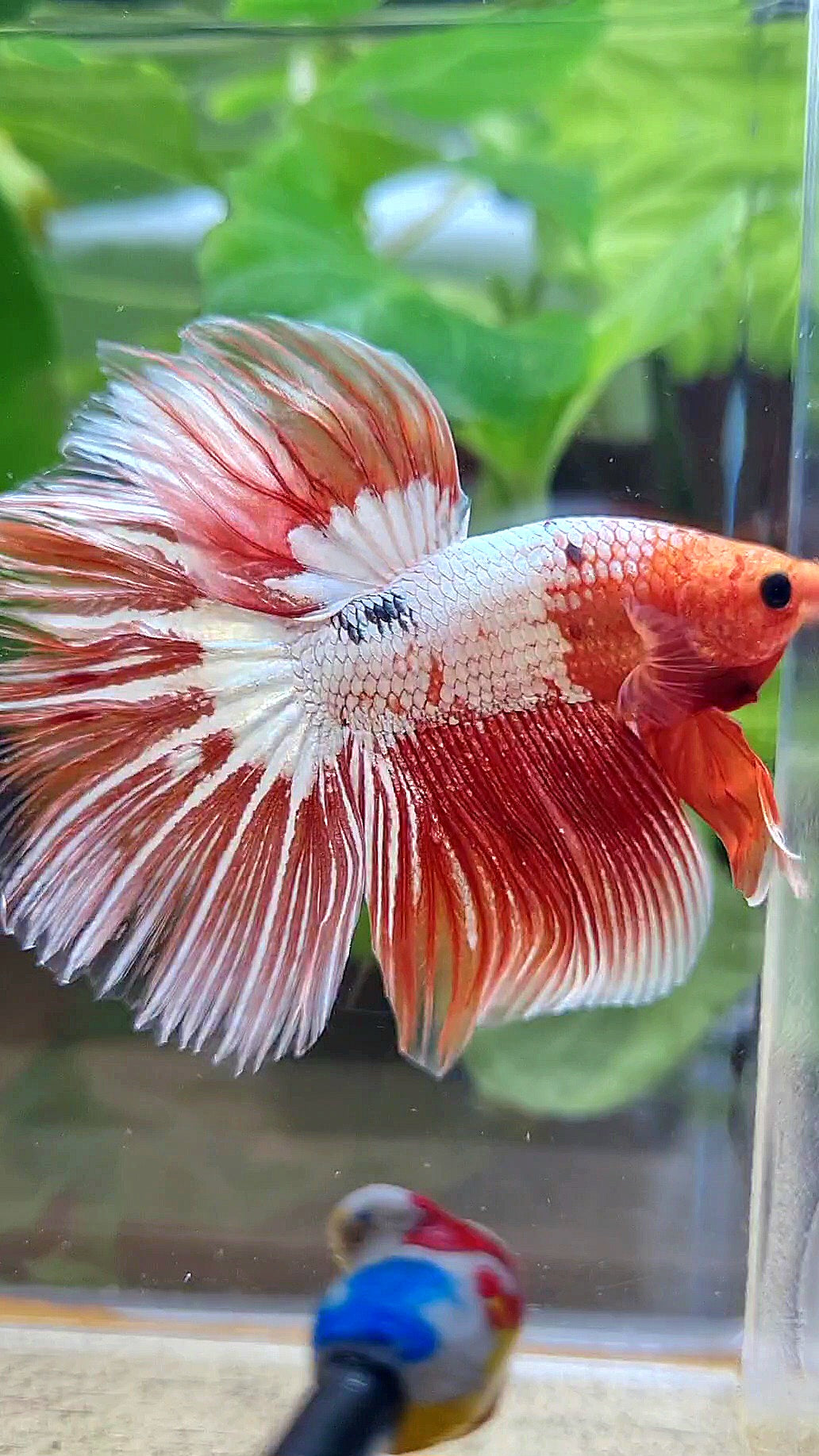 HALFMOON ROSETAIL ORANGE FCCP STARTAIL BETTA FISH
