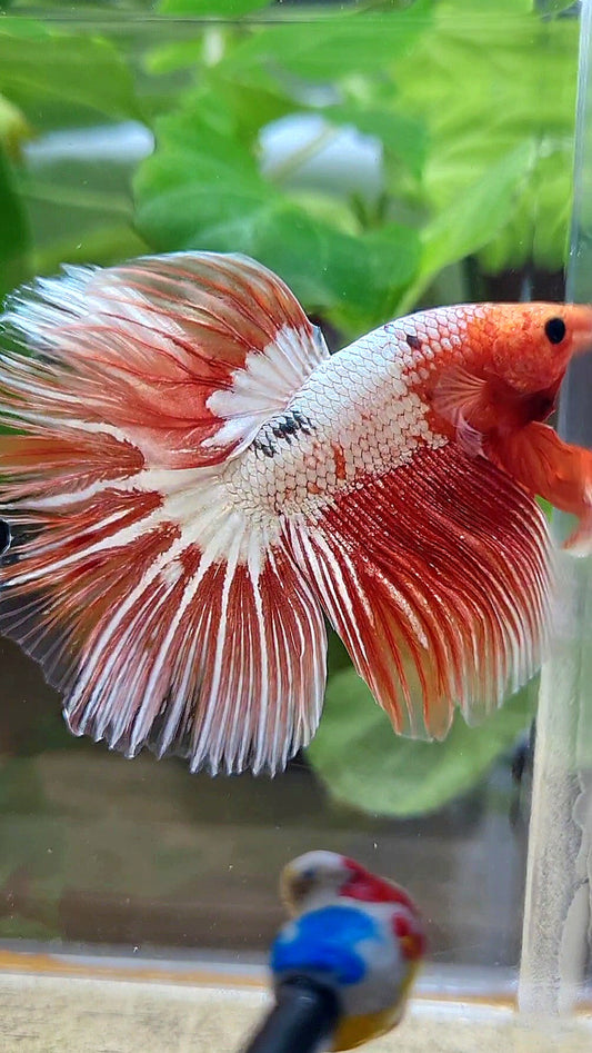 HALFMOON ROSETAIL ORANGE FCCP STARTAIL BETTA FISH