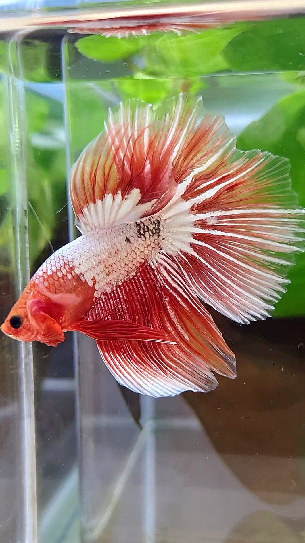 HALFMOON ROSETAIL ORANGE FCCP STARTAIL BETTA FISH