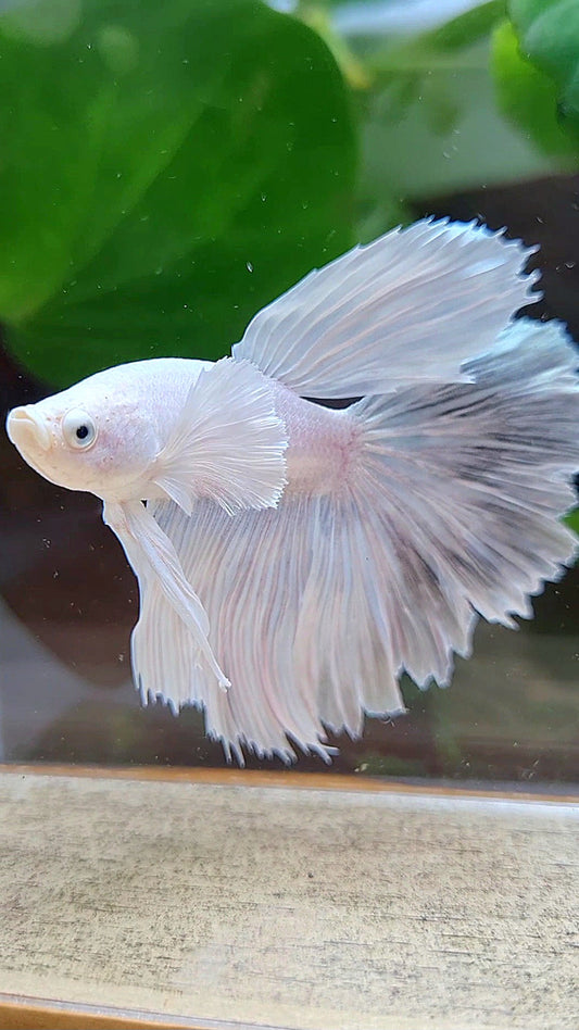 HAFMOON DUMBO EAR WHITE PLATINUM BETTA FISH