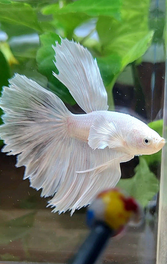 HAFMOON DUMBO EAR WHITE PLATINUM BETTA FISH