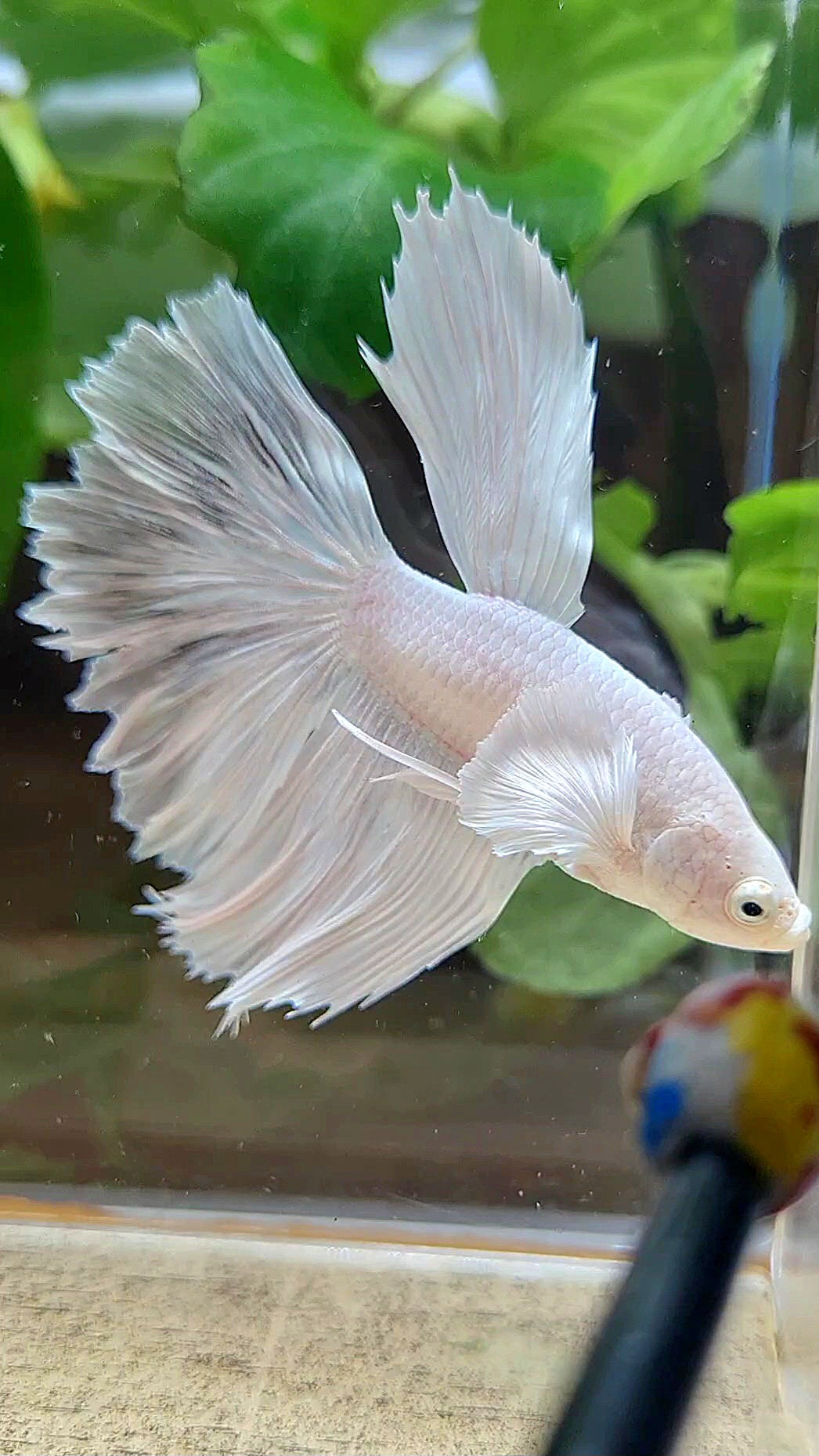 HAFMOON DUMBO EAR WHITE PLATINUM BETTA FISH