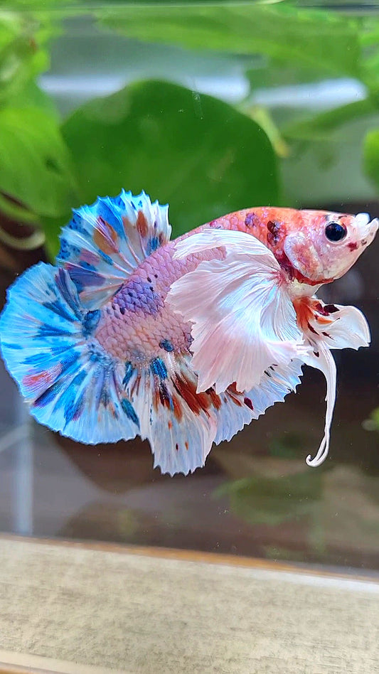 LUXURY PLAKAT SUPER DUMBO EAR CANDY MULTICOLOR BETTA FISH