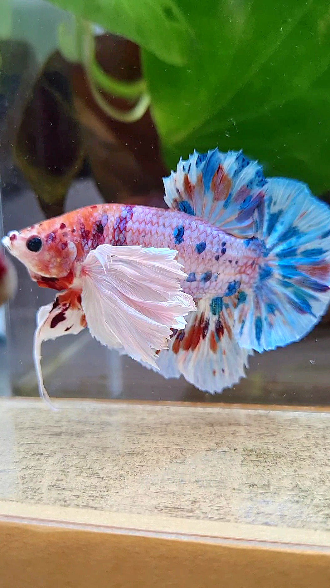 LUXURY PLAKAT SUPER DUMBO EAR CANDY MULTICOLOR BETTA FISH