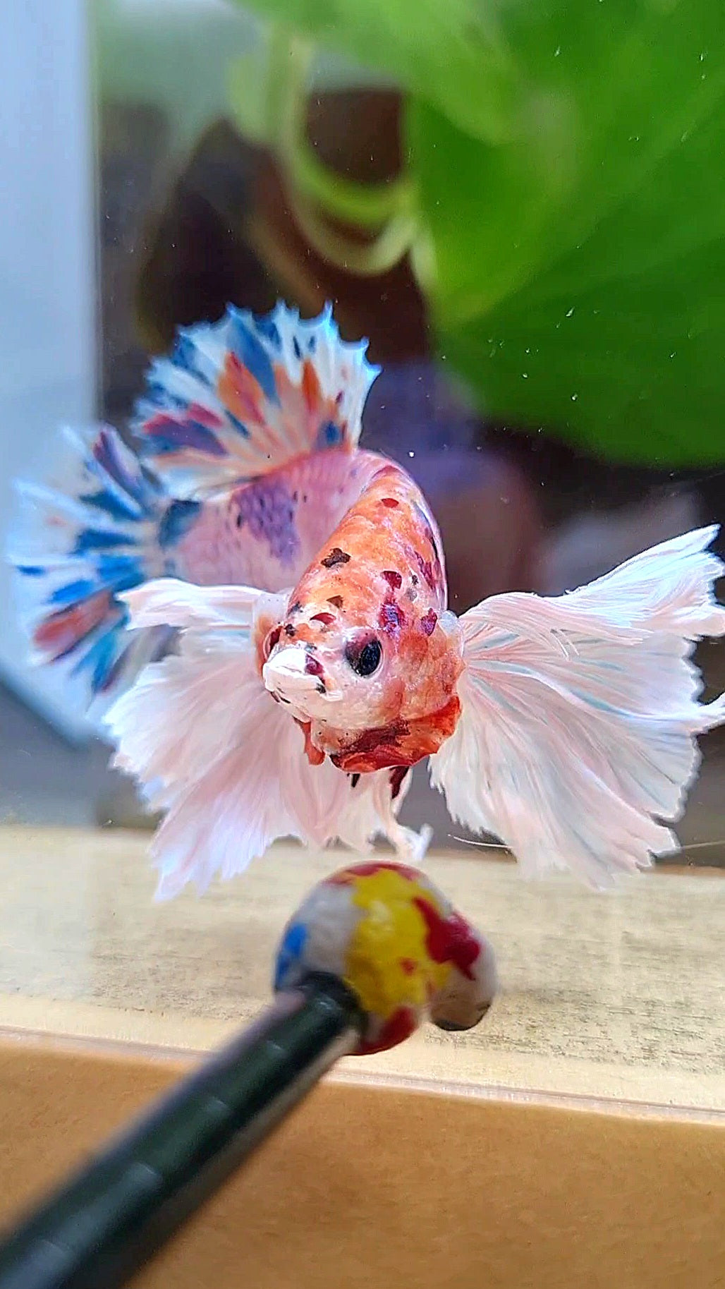 LUXURY PLAKAT SUPER DUMBO EAR CANDY MULTICOLOR BETTA FISH