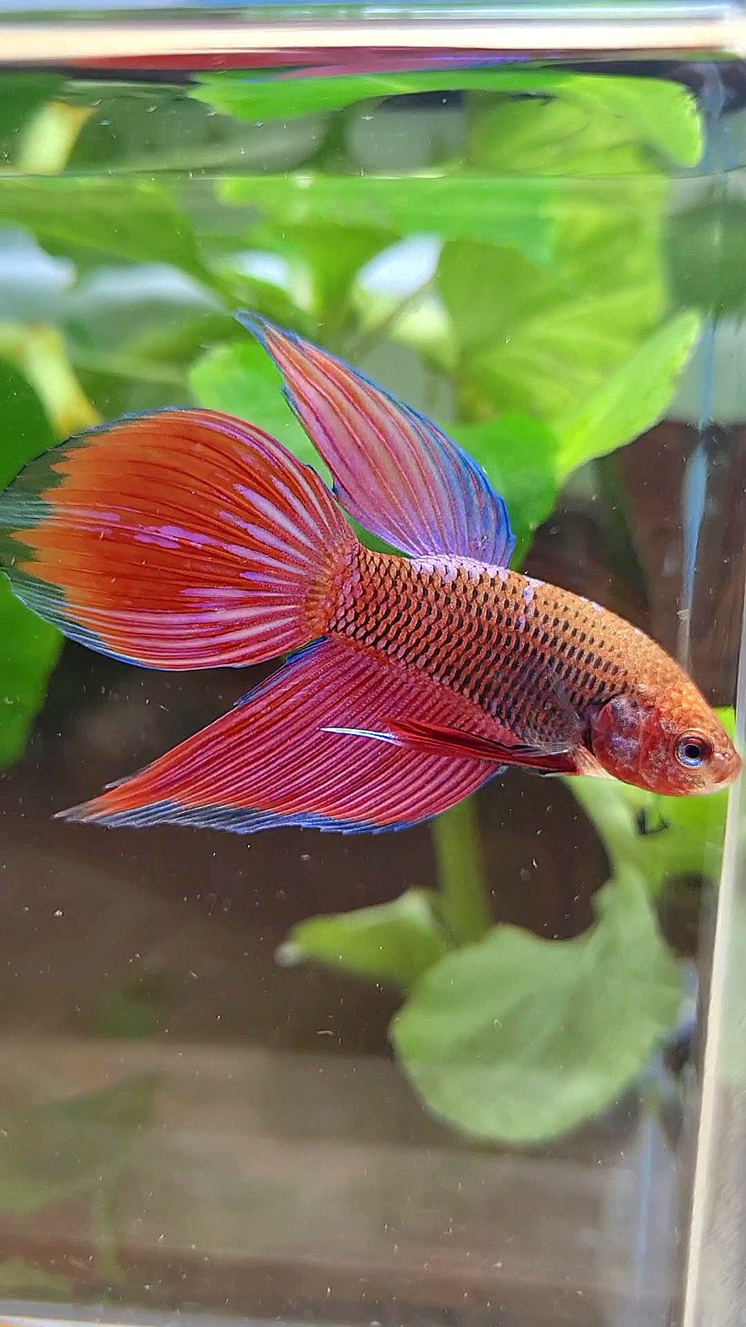 VEILTAIL INUYASHA RED PURPLE GALAXY BETTA FISH